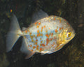 Red Hook Metynnis (Myloplus rubripinnis) — Photo: Ltshears - Trisha M Shears, Public domain, via Wikimedia Commons