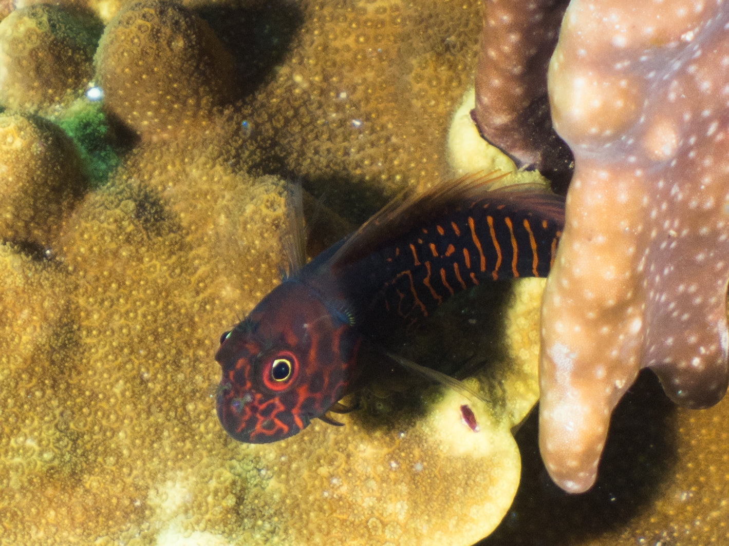 Redfin Algae Blenny (Cirripectes stigmaticus) — Photo: Rickard Zerpe, CC BY 2.0, via Wikimedia Commons