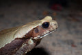 Smooth Sided Toad (Rhaebo guttatus) — Photo: Henrique Nogueira, CC BY 4.0, via Wikimedia Commons
