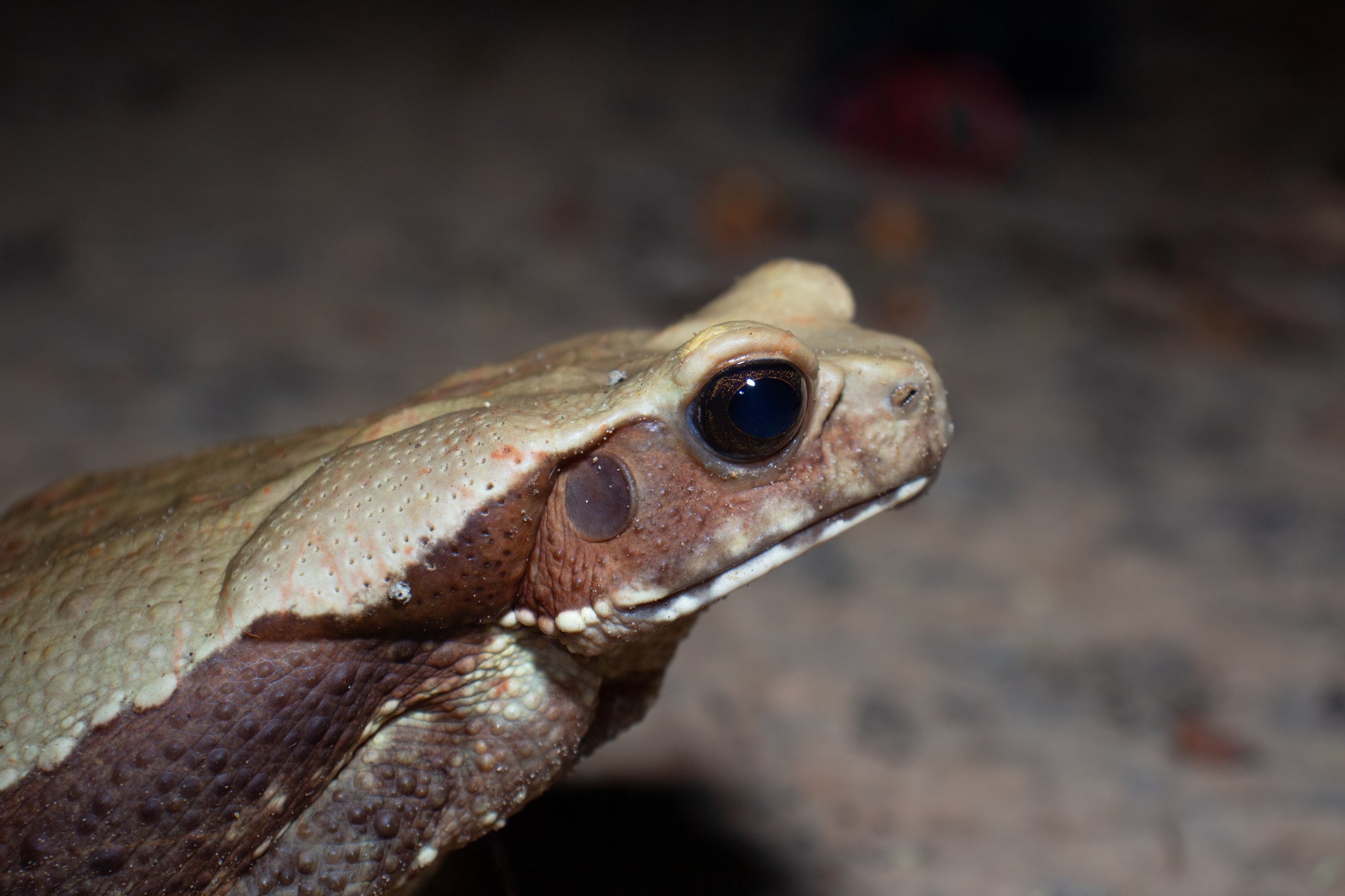 Smooth Sided Toad (Rhaebo guttatus) — Photo: Henrique Nogueira, CC BY 4.0, via Wikimedia Commons
