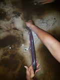 Trumpetnose Knife (Rhamphichthys rostratus)