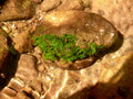 Riccardia sp. Pelia Moss (Riccardia chamaedryfolia) — via Wikimedia Commons