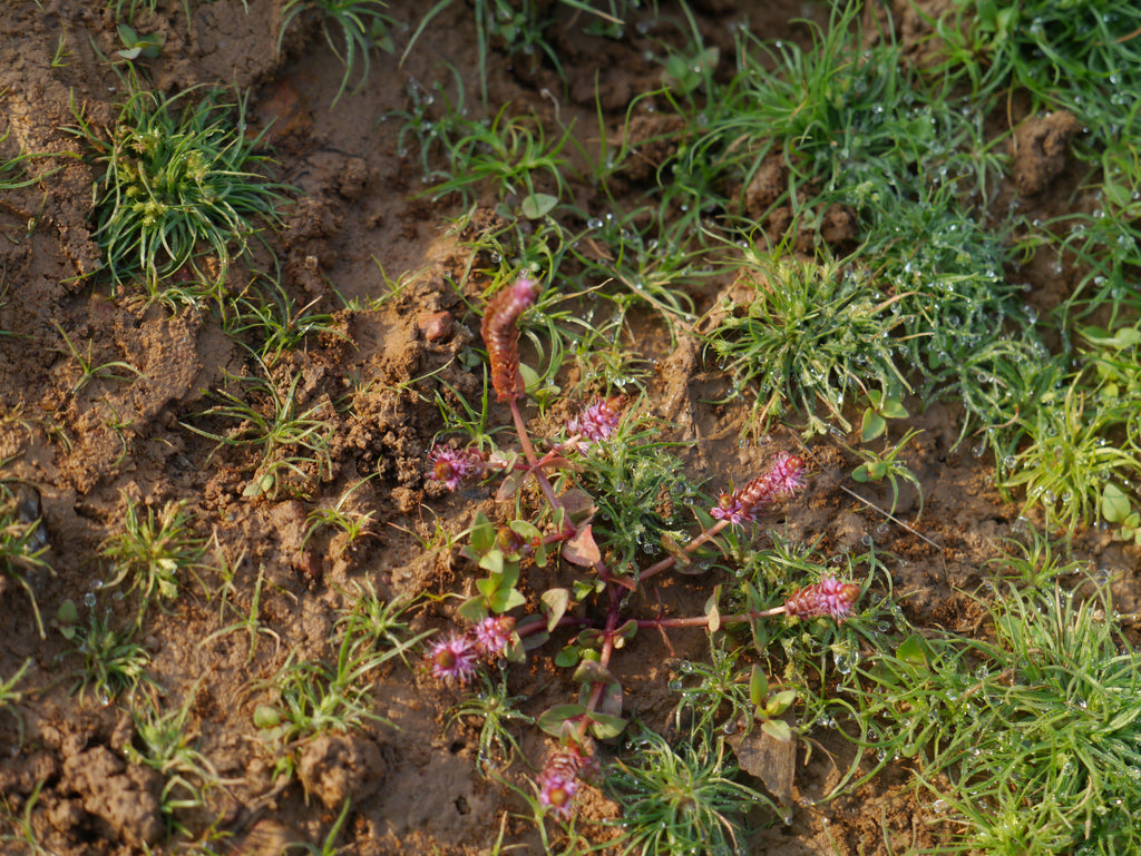 Rotala Macrandra — Photo: Dinesh Valke, CC BY-SA 2.0, via Wikimedia Commons