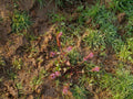Rotala Macrandra — Photo: Dinesh Valke, CC BY-SA 2.0, via Wikimedia Commons