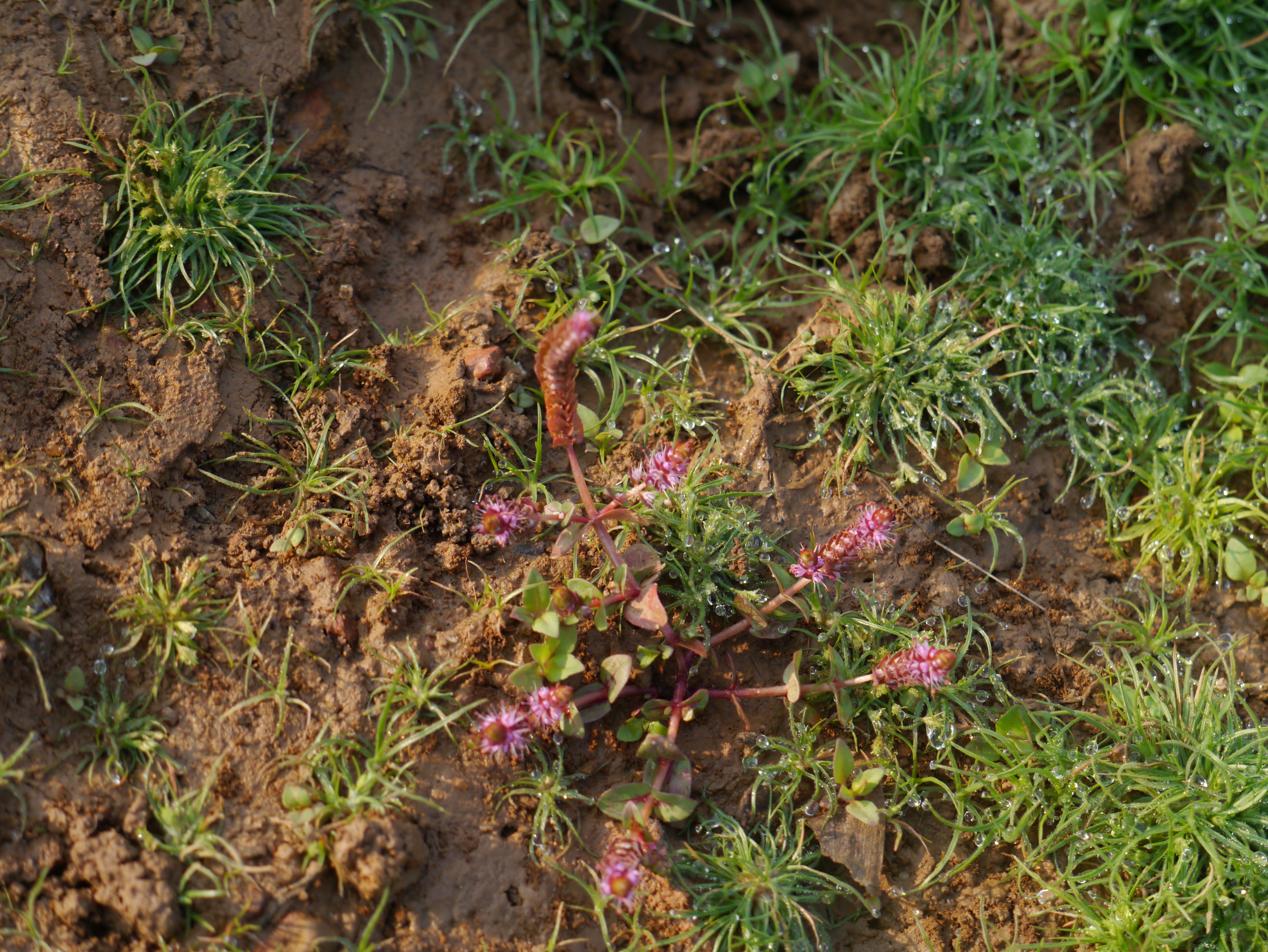 Rotala Macrandra — Photo: Dinesh Valke, CC BY-SA 2.0, via Wikimedia Commons