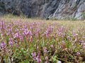 Rotala Rotundifolia Red (Rotala rotundifolia) — via Wikimedia Commons