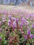 Rotala Rotundifolia Orange Juice (Rotala rotundifolia) — via Wikimedia Commons