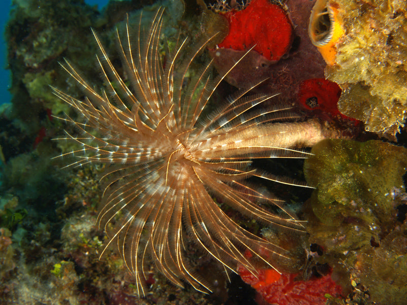 Brown Feather Duster (Sabellastarte magnifica) — photo via Wikimedia Commons, CC BY-SA 3.0