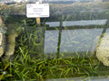 Tall Sagittaria (Sagittaria) — via Wikimedia Commons