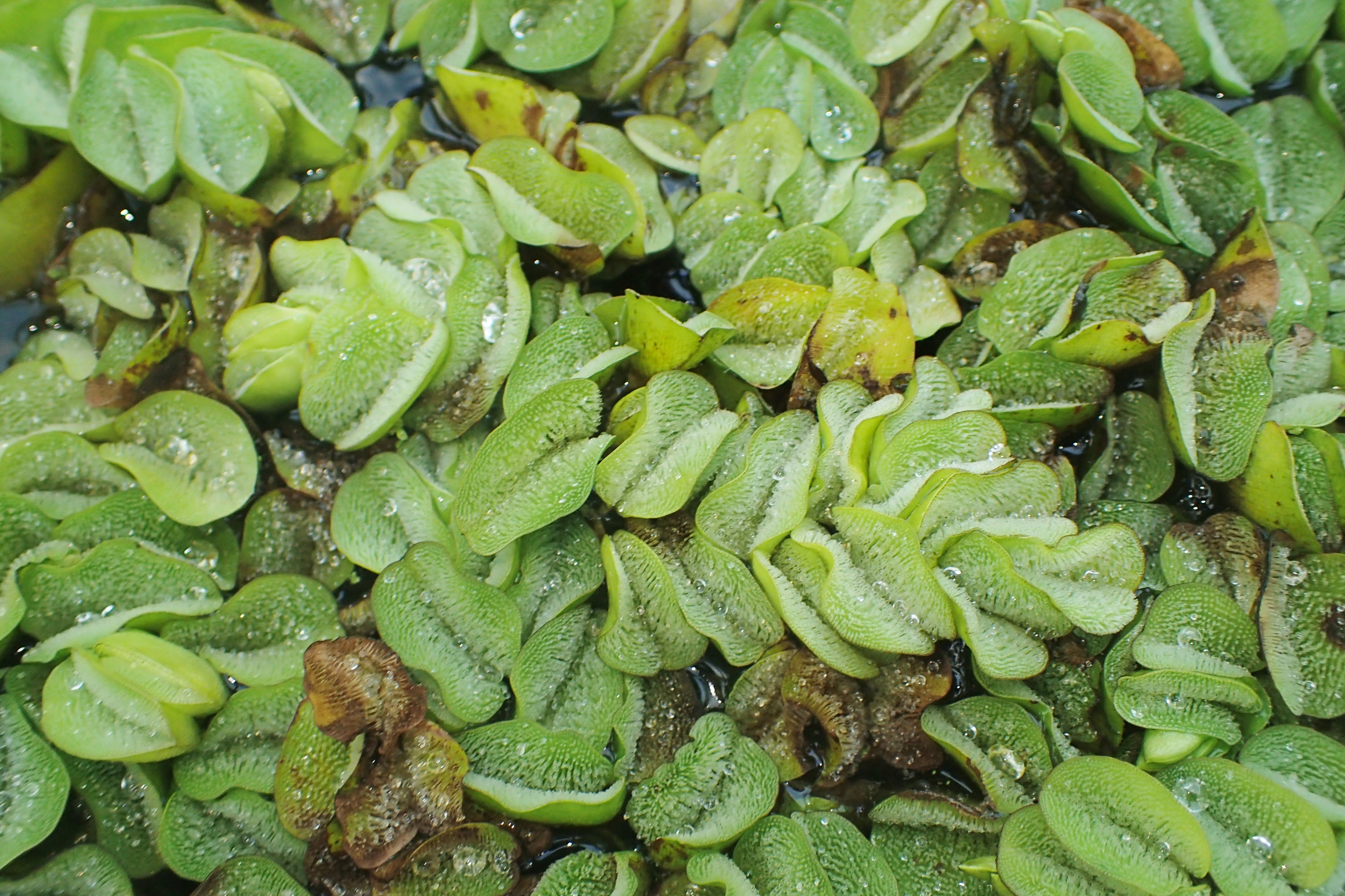Salvinia Minima (Salvinia) — via Wikimedia Commons