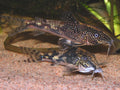 Tank-Raised Sailfin Corydoras (Scleromystax barbatus) — Photo: Birger A, CC BY-SA 3.0, via Wikimedia Commons