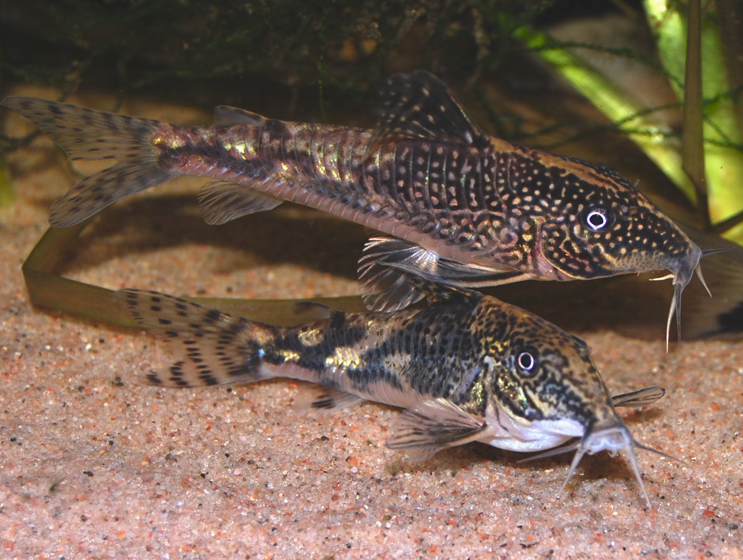 Tank-Raised Sailfin Corydoras (Scleromystax barbatus) — Photo: Birger A, CC BY-SA 3.0, via Wikimedia Commons