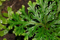 Spiky Moss (Selaginella) — via Wikimedia Commons