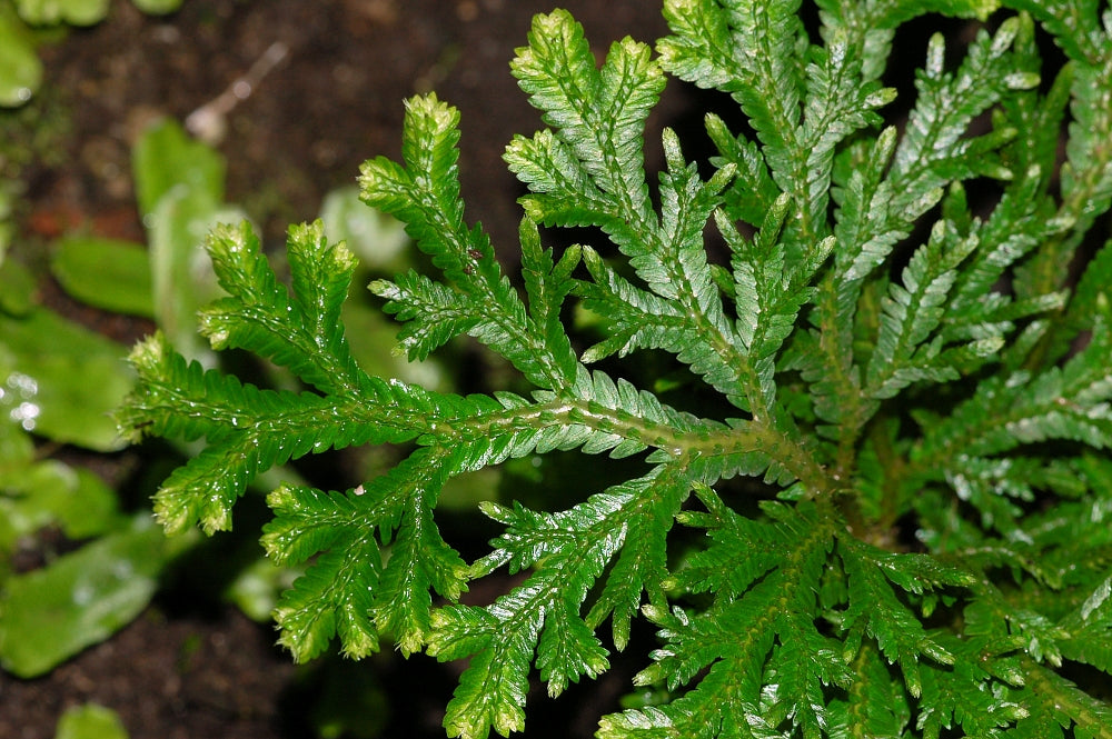 Spiky Moss (Selaginella) — via Wikimedia Commons
