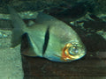 True Wide Bar Silver Dollar (Myloplus schomburgkii) — Photo: NasserHalaweh, CC BY-SA 4.0, via Wikimedia Commons