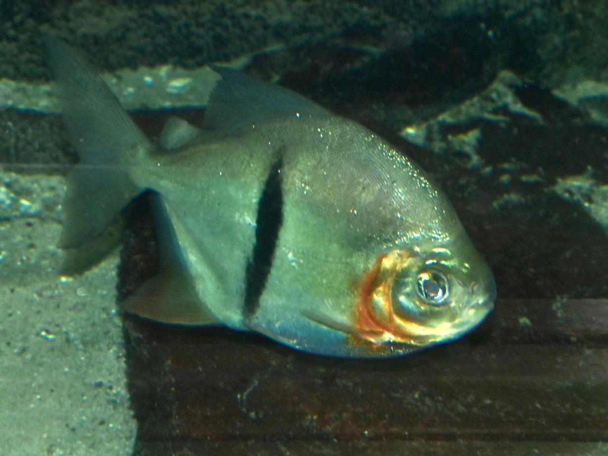True Wide Bar Silver Dollar (Myloplus schomburgkii) — Photo: NasserHalaweh, CC BY-SA 4.0, via Wikimedia Commons