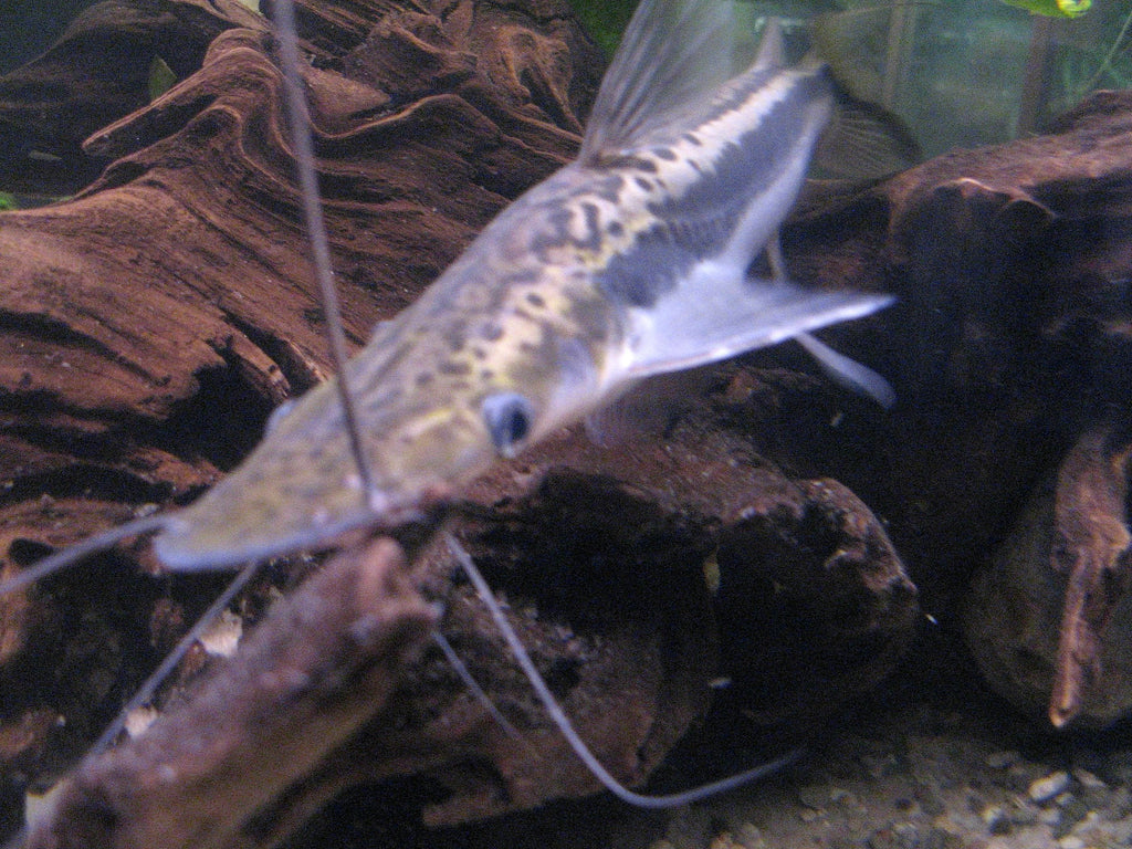 Lima Shovelnose Catfish (Sorubim lima) — Photo: Paolo Neo, Public domain, via Wikimedia Commons