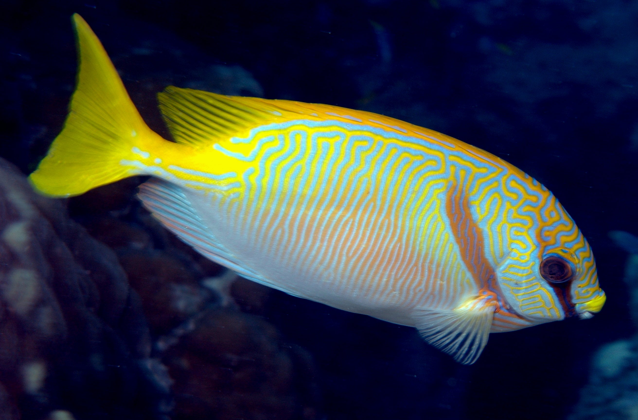 Scribble Rabbitfish (Siganus doliatus) — photo via Wikimedia Commons, CC BY 2.0