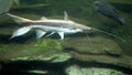 Lima Shovelnose Catfish (Sorubim lima) — Photo: Sitron, CC BY-SA 3.0, via Wikimedia Commons