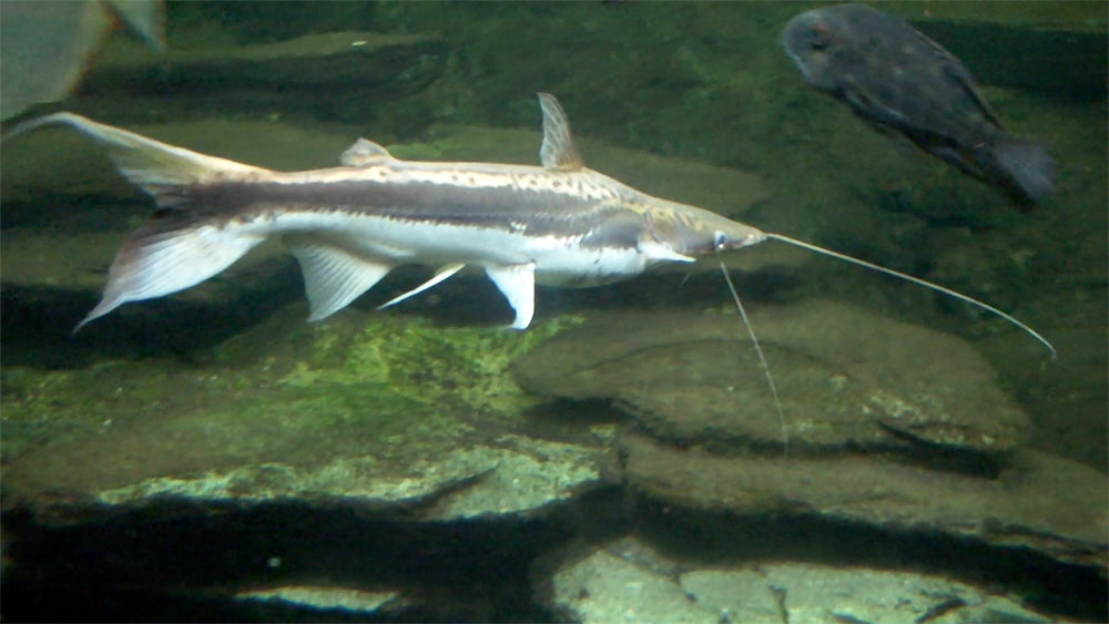 Lima Shovelnose Catfish (Sorubim lima)