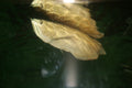 Albino Silver Arowana (Osteoglossum bicirrhosum) — Photo: Cliff, CC BY 2.0, via Wikimedia Commons