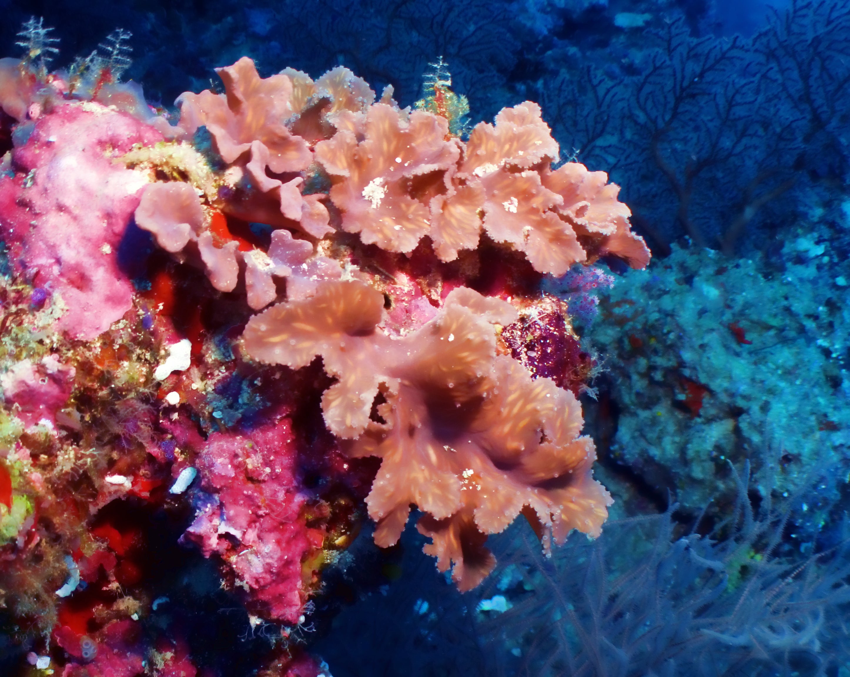 Fiji Neon Green Finger Leather Coral (Sinularia brassica) — Photo: Neville Wootton, CC BY 2.0, via Wikimedia Commons