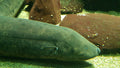 S.A. Gold Spot Lungfish (Lepidosiren paradoxa) — Photo: JSutton93, CC BY-SA 4.0, via Wikimedia Commons