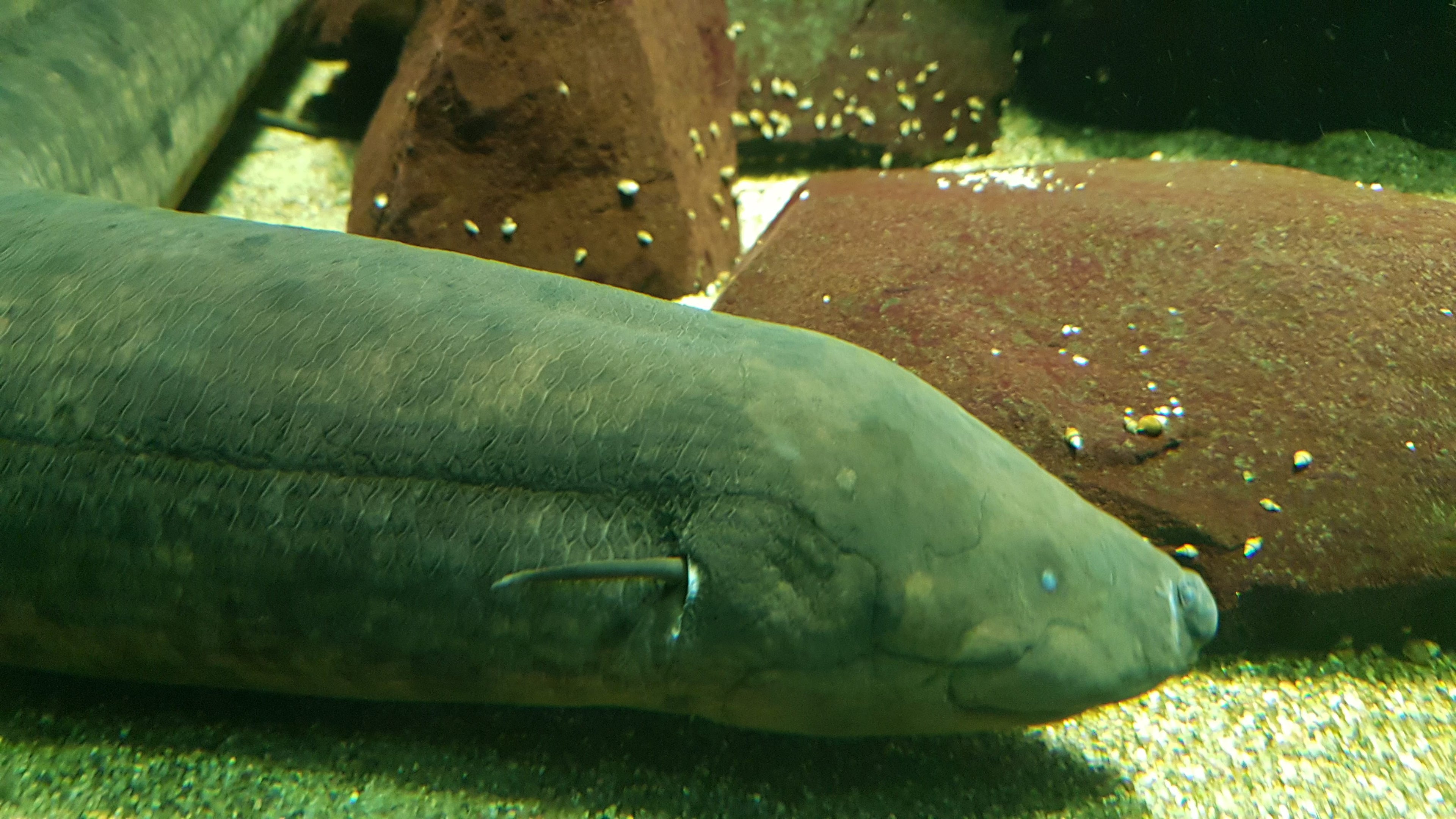 S.A. Gold Spot Lungfish (Lepidosiren paradoxa) — Photo: JSutton93, CC BY-SA 4.0, via Wikimedia Commons