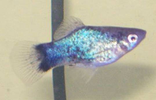 Imported Red Mickey Mouse Platy (Xiphophorus maculatus) — Photo: Cucumberkvp., Public domain, via Wikimedia Commons
