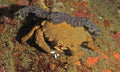 Colored Sponge Crab (Dromia sp.) — Photo: Bernard Dupont, CC BY-SA 2.0, via Wikimedia Commons