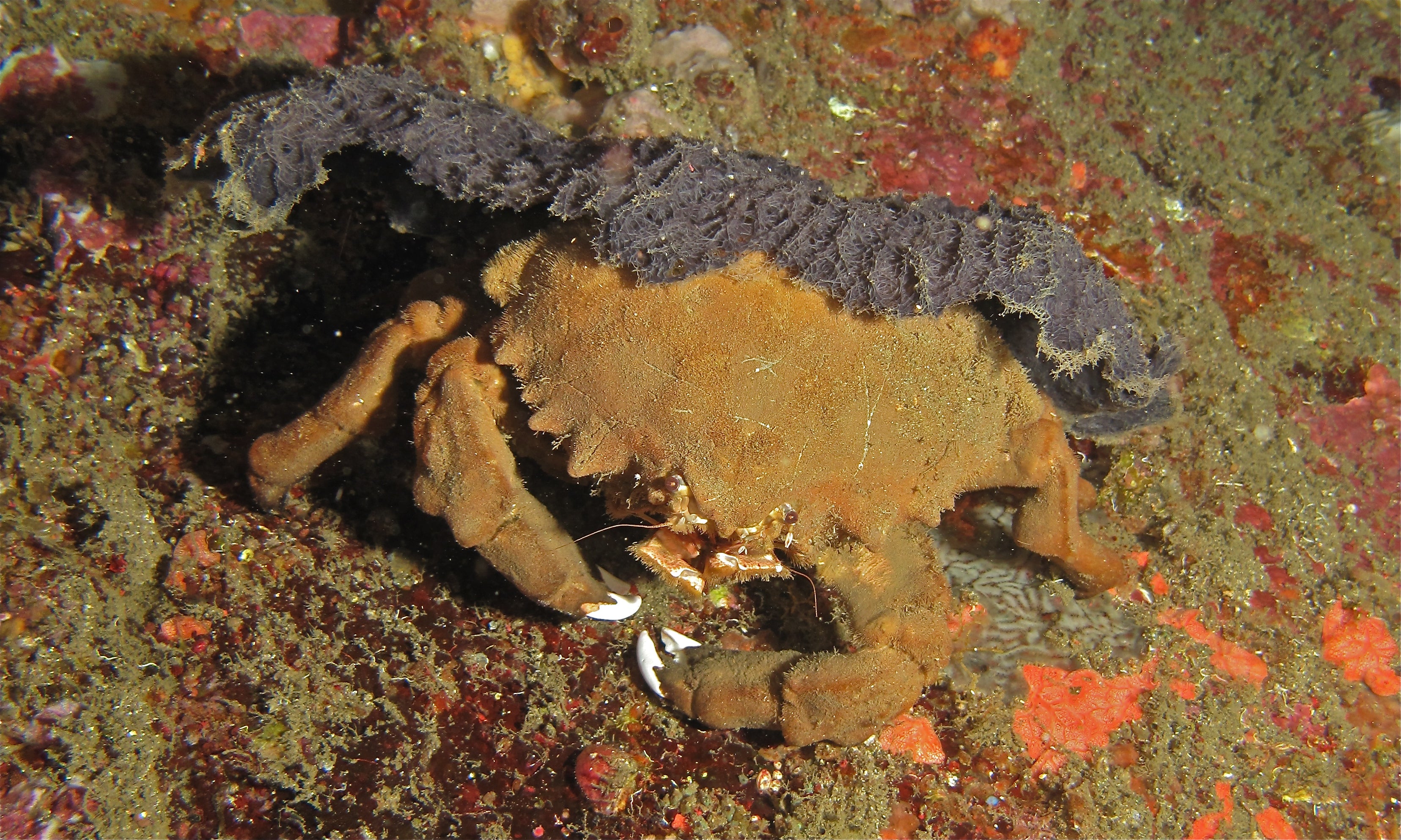 Colored Sponge Crab (Dromia sp.) — Photo: Bernard Dupont, CC BY-SA 2.0, via Wikimedia Commons