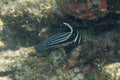 Spotted Drum (Equetus punctatus) — Photo: Paul Asman and Jill Lenoble, CC BY 2.0, via Wikimedia Commons