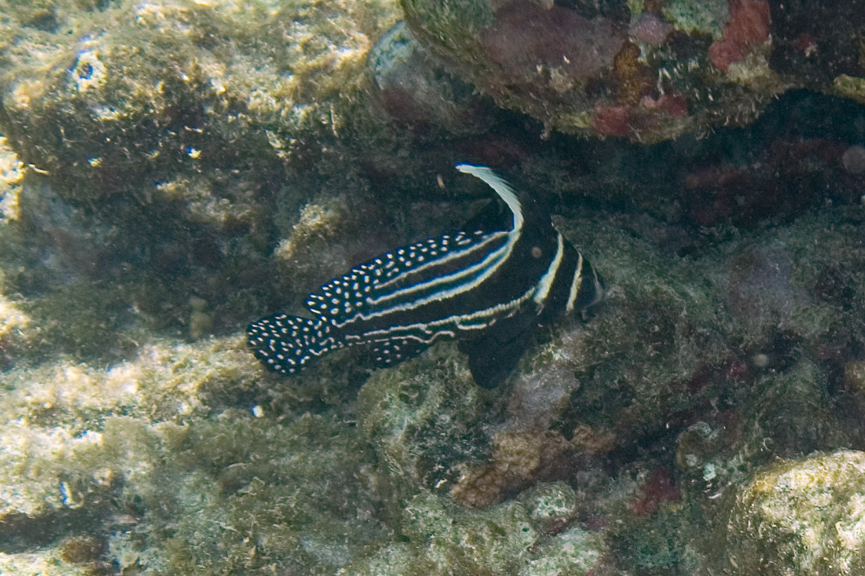 Spotted Drum (Equetus punctatus) — Photo: Paul Asman and Jill Lenoble, CC BY 2.0, via Wikimedia Commons