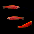 Red GLO Zebra Danio (Danio rerio)