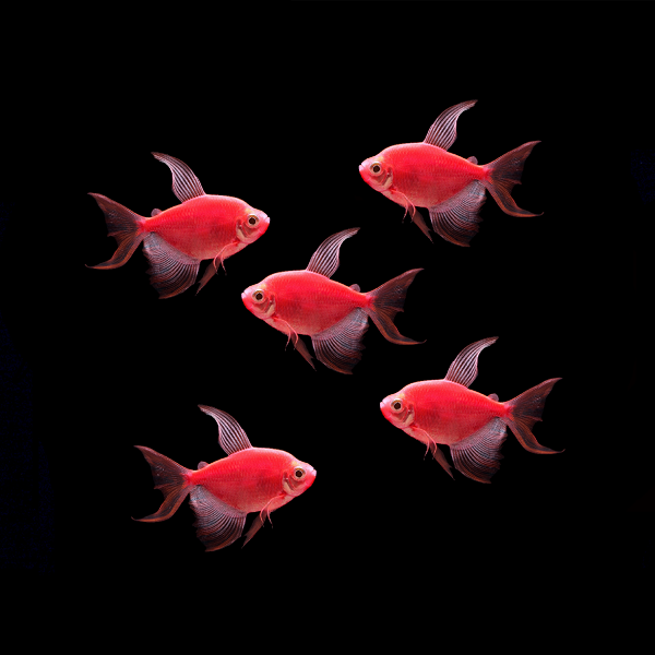 Long-Fin Starfire Red GLO Tetra (Gymnocorymbus ternetzi)
