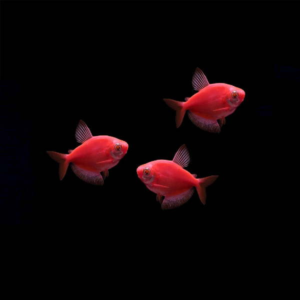 Starfire Red GLO Tetra (Gymnocorymbus ternetzi)
