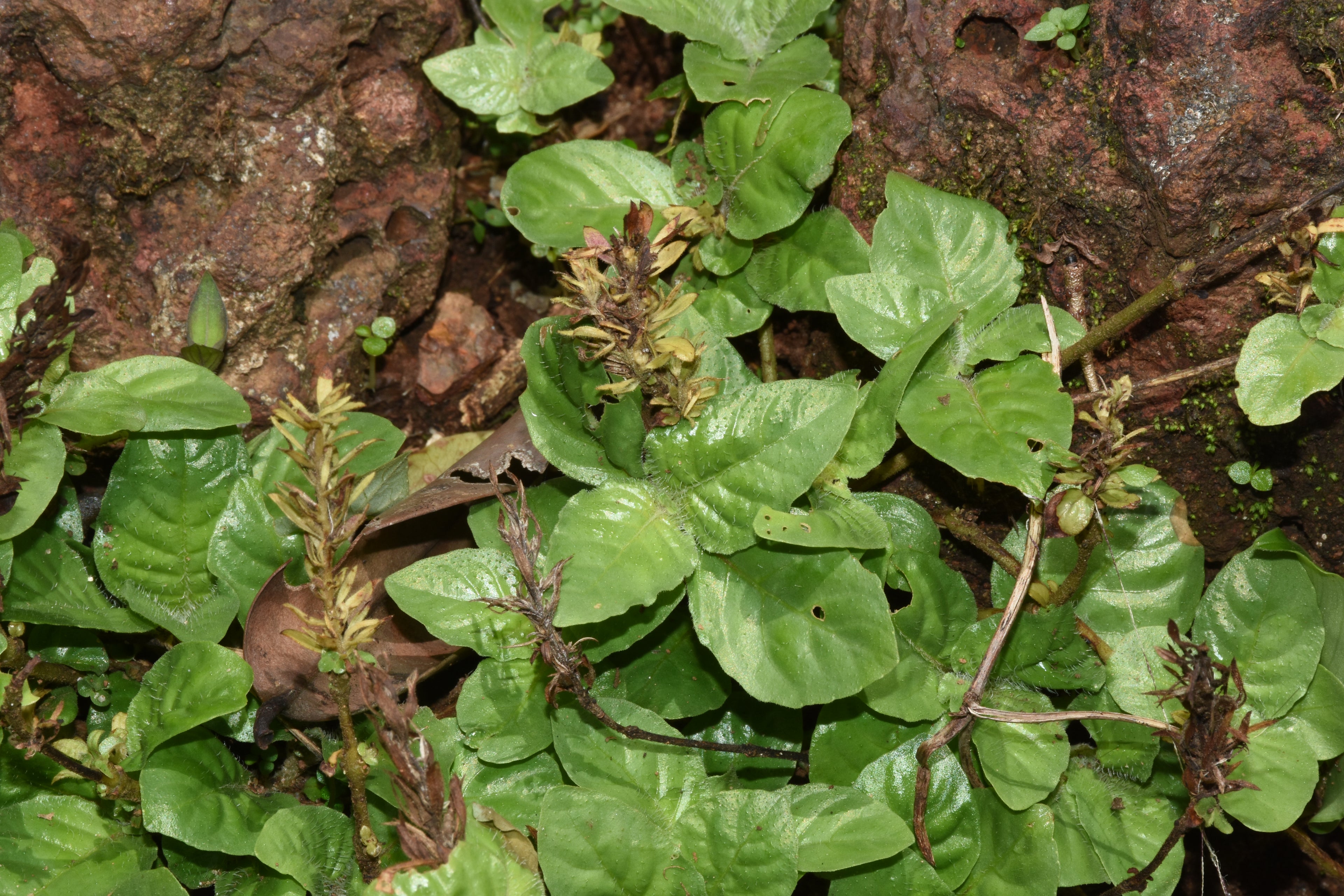 Staurogyne Repens (Staurogyne) — via Wikimedia Commons