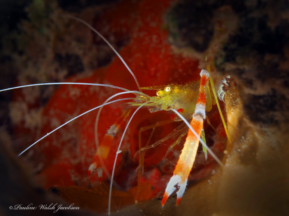 Caribbean Coral Banded Shrimp (Stenopus scutellatus) — Photo: Pauline Walsh Jacobson, CC BY 4.0, via Wikimedia Commons