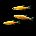 Orange GLO Zebra Danio (Danio rerio)