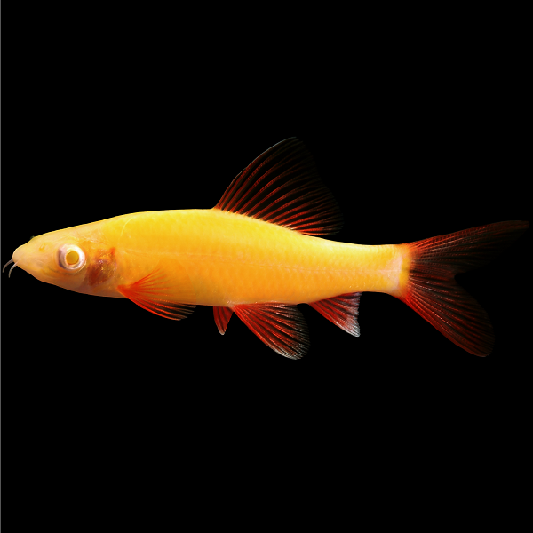 Sunburst Orange GLO Shark (Epalzeorhynchos frenatum)