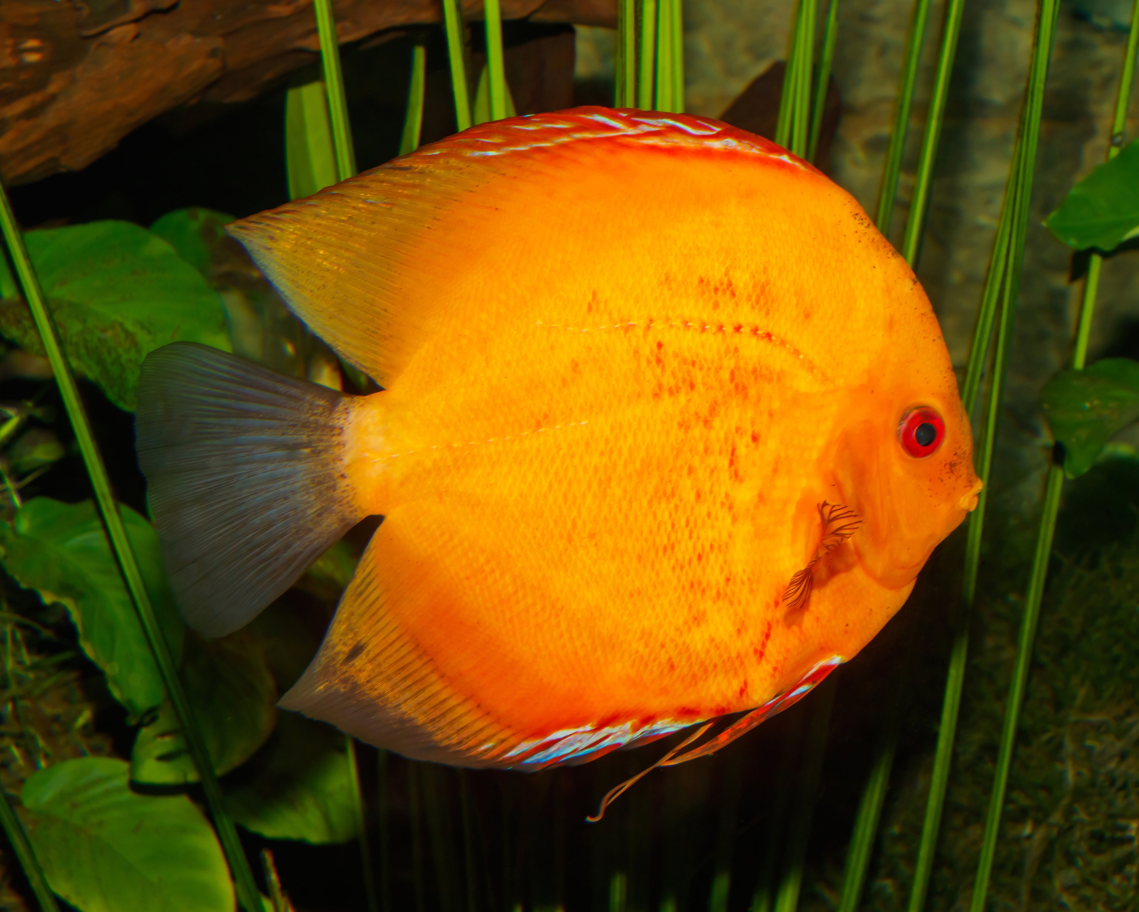 Gold Rainbow Discus (Symphysodon aequifasciatus, golden color strain) — Photo: H. Zell, CC BY-SA 3.0, via Wikimedia Commons