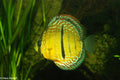 Wild Blue Discus (Symphysodon haraldi) — Photo: Klaus Rudloff, CC BY-SA 4.0, via Wikimedia Commons