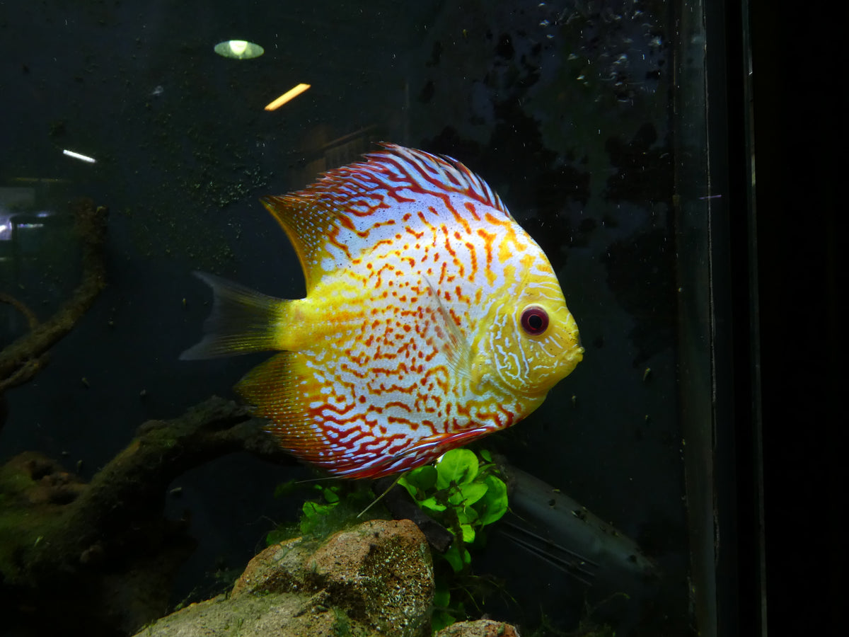 Yellow Pigeon Checkerboard Discus (Symphysodon sp.)