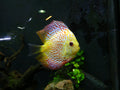 Yellow Pigeon Panda Discus (Symphysodon sp.) — Photo: Syrio, CC BY-SA 4.0, via Wikimedia Commons