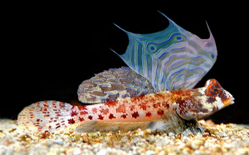 Red Scooter Dragonet (Synchiropus stellatus)