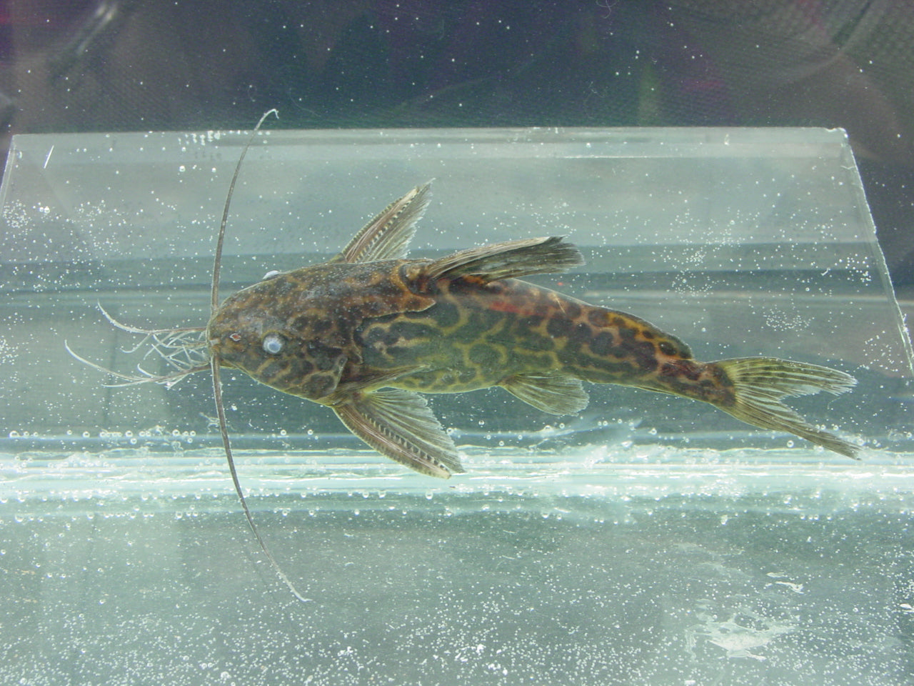 Synodontis Schoutedeni (Synodontis schoutedeni) — Photo: John P. Friel via iNaturalist, CC BY 4.0, via Wikimedia Commons
