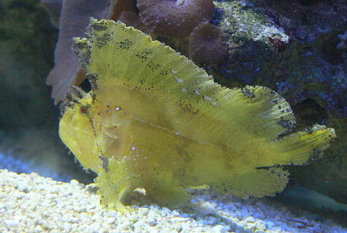 Yellow Leaf Scorpionfish (Taenianotus triacanthus)