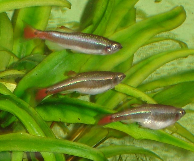 White Cloud Mountain Minnow (Tanichthys albonubes) — photo: Ark, CC BY 3.0, via Wikimedia Commons