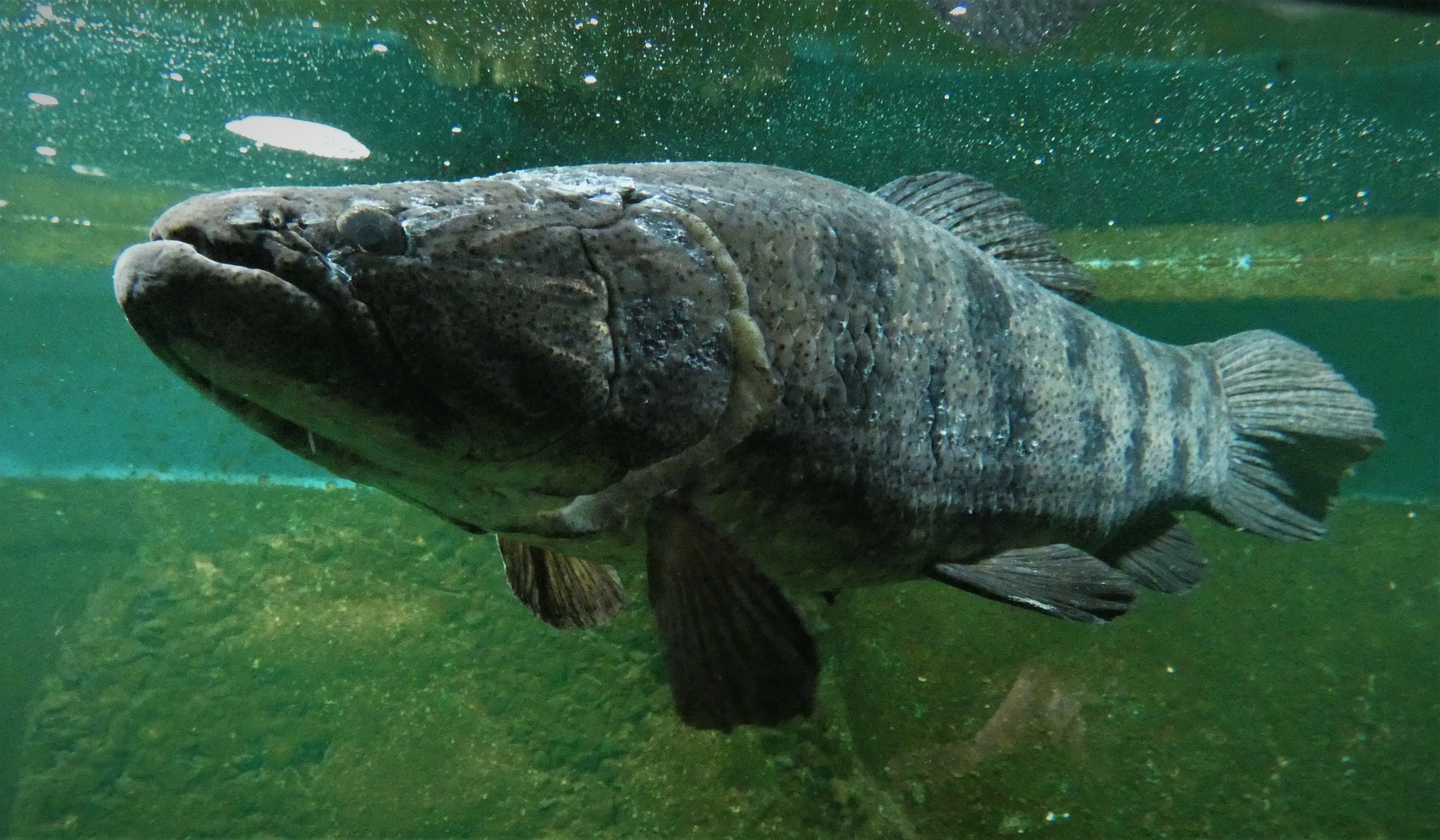 Wolf Fish (Hoplias malabaricus) — Photo: Enrique Manuel González González, Museo Nacional de Historia Natural de Uruguay, CC BY-SA 4.0, via Wikimedia Commons