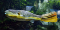 MBU Puffer (Tetraodon mbu) — Photo: Tiia Monto, CC BY-SA 4.0, via Wikimedia Commons